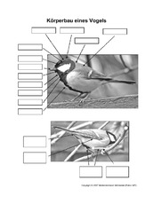 Körperbau-Vogel-AB.pdf